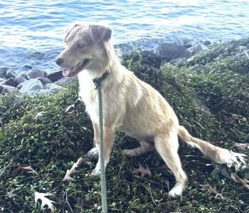 Chessy -  Golden Retriever Dog for Adoption in Irmo, South Carolina - Chessy | PetCurious