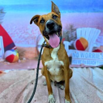 Rescue German Shepherd Dog and Mixed Breed Dogs for Adoption in Long Beach, California - HUNTER | PetCurious