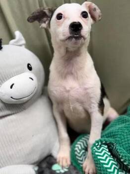 Flo Rida -  Rat Terrier and Australian Cattle Dog Blue Heeler Dog for Adoption in Munfordville, Kentucky - Flo Rida | PetCurious