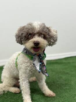 Bailey-One of our Amazing Rescue Dogs -  Poodle and Mixed Breed Dog for Adoption in Carlsbad, California - Bailey-One Of Our Amazing Rescue Dogs | PetCurious