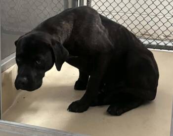 Pit Bull Terrier and Mixed Breed Dogs Available for Adoption - Baron | PetCurious