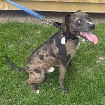 Mountain Cur and American Staffordshire Terrier Dogs Available for Adoption in Mooresville, Indiana - Jack Frost | PetCurious