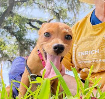 Pebbles -  Chihuahua Dog for Adoption in Elmwood, Louisiana - Pebbles | PetCurious