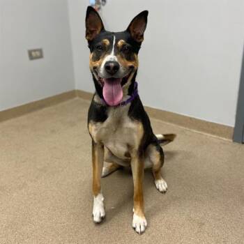 Australian Kelpie and Border Collie Dogs Available for Adoption in Aurora, Colorado - TURF | PetCurious