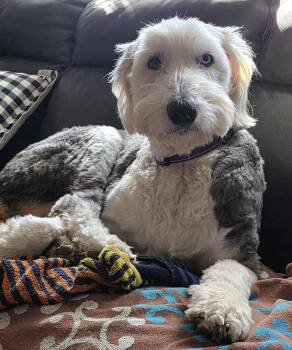 Old English Sheepdog Dogs Available for Adoption in Lincoln, Massachusetts - Shelby | PetCurious