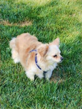 Yuri -  Chihuahua and Pekingese Dog for Adoption in San Francisco, California - Yuri | PetCurious