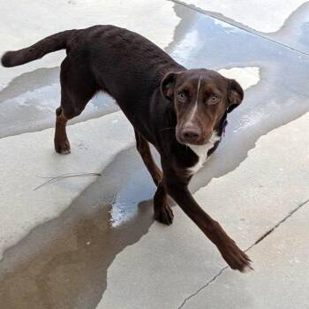 Misty -  Hound and Labrador Retriever Dog for Adoption in Freeport, Florida - Misty | PetCurious
