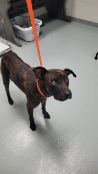 Rescue Pit Bull Terrier and Mixed Breed Dogs for Adoption in St. Cloud, Florida - CHAKA | PetCurious