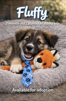 Catahoula Leopard Dog and Husky Dogs Available for Adoption - Fluffy | PetCurious