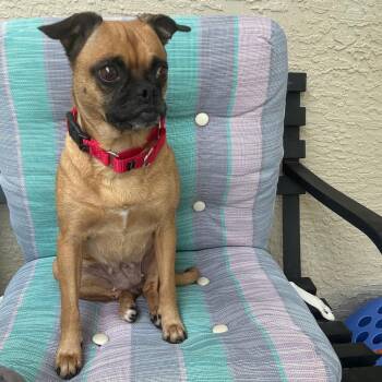 Pug Dogs Available for Adoption in Titusville, Florida - Giselle | PetCurious