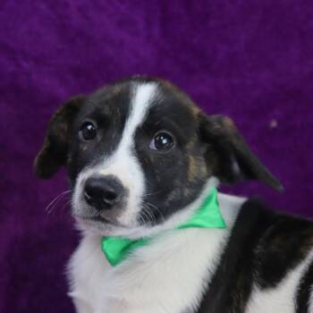 Rescue Labrador Retriever Dogs for Adoption in Fayetteville, Arkansas - Mojo Jojo | PetCurious