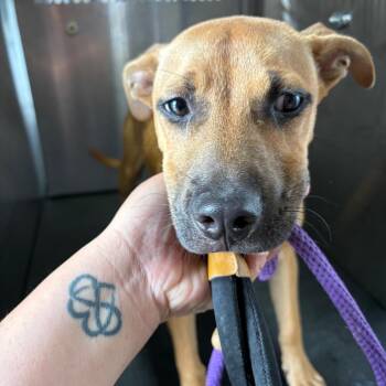 Gloria -  Pit Bull Terrier Dog for Adoption in Birmingham, Alabama - Gloria | PetCurious