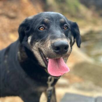 Noble -  German Shepherd Dog and Mixed Breed Dog for Adoption in Bentonville, Arkansas - Noble | PetCurious