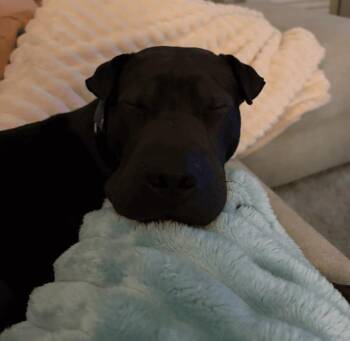Moose -  Shar Pei Dog for Adoption in Rockwall, Texas - Moose | PetCurious