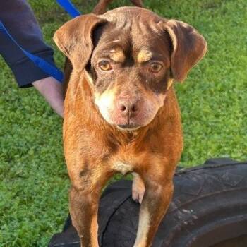 Rescue Beagle and Terrier Dogs for Adoption in Redwood Valley, California - Pico | PetCurious