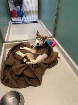 Casper -  Husky Dog for Adoption in Winnipeg, Manitoba - Casper | PetCurious