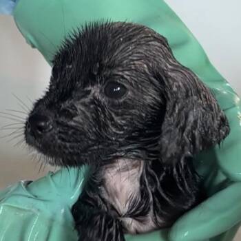 Garro -  Mixed Breed Dog for Adoption in Cathlamet, Washington - Garro | PetCurious