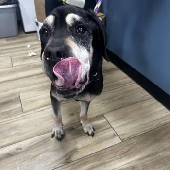 Hercules -  Mixed Breed Dog for Adoption in Newark, New Jersey - Hercules | PetCurious