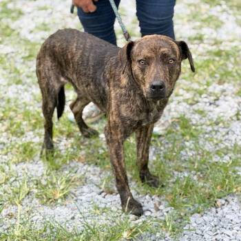 Jax -  Hound and Mixed Breed Dog for Adoption in Washington, District Of Columbia - Jax | PetCurious