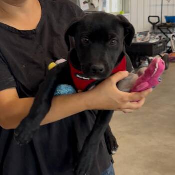 Indy -  Black Labrador Retriever and Pit Bull Terrier Dog for Adoption in Spanish Fork, Utah - Indy | PetCurious