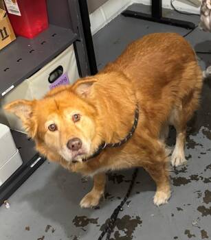 Rescue Shepherd Dogs for Adoption in Berea, Kentucky - Snicker | PetCurious