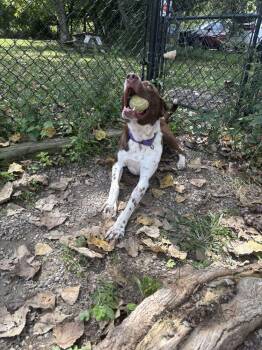 Trevor Available 9/15 -  Pointer Dog for Adoption in Elmsford, New York - Trevor Available 9/15 | PetCurious