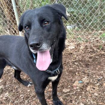 Achilles -  Black Labrador Retriever Dog for Adoption in Riverwoods, Illinois - Achilles | PetCurious