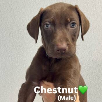 Rescue Chocolate Labrador Retriever Dogs for Adoption in Los Angeles, California - Chestnut A2245382 | PetCurious