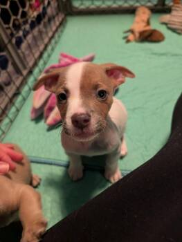 FUTURE -  Dachshund Dog for Adoption in Broomfield, Colorado - FUTURE | PetCurious