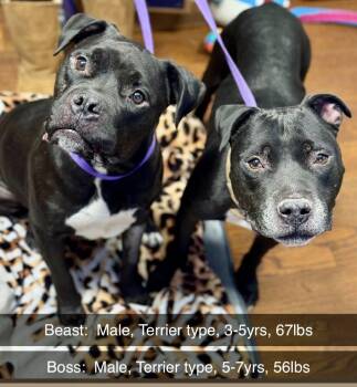 Rescue Pit Bull Terrier Dogs for Adoption in Battle Creek, Michigan - Beast And Boss | PetCurious