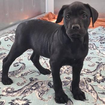 Pointer and Retriever Dogs Available for Adoption - Owl | PetCurious