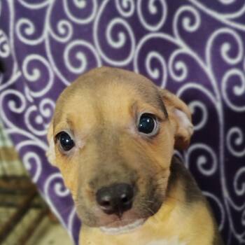 Rat Terrier Dogs Available for Adoption in Ville Platte, Louisiana - Emmy | PetCurious