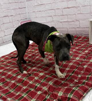 Porp -  Mixed Breed Dog for Adoption in Detroit, Michigan - Porp | PetCurious