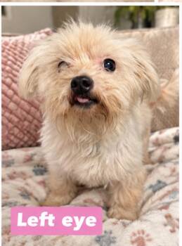Left eye -  Maltese Dog for Adoption in Semmes, Alabama - Left Eye | PetCurious
