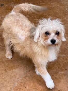 Rescue Shih Tzu and Chihuahua Dogs for Adoption in Houston, Texas - Medina | PetCurious