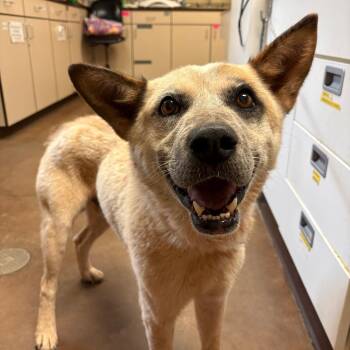 Pumba -  Cattle Dog and Husky Dog for Adoption in Flagstaff, Arizona - Pumba | PetCurious