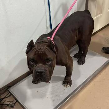Cane Corso Dogs Available for Adoption - Kane | PetCurious