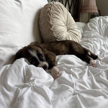 Australian Shepherd and Mixed Breed Dogs Available for Adoption - Primo | PetCurious