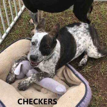 Cattle Dog and Rat Terrier Dogs Available for Adoption in Washington, Georgia - Checkers | PetCurious