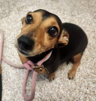 Dachshund and Mixed Breed Dogs Available for Adoption in Pueblo, Colorado - CRICKET | PetCurious