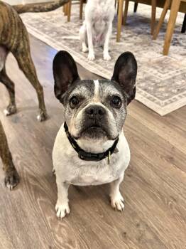 Miss Biscuit -  French Bulldog Dog for Adoption in Olympia, Washington - Miss Biscuit | PetCurious