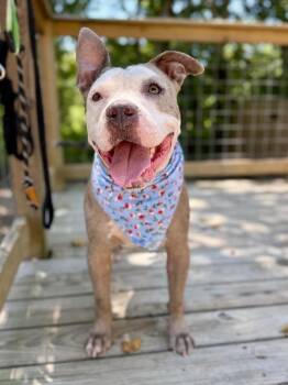 Roxy Raspberry Room Charmer -  American Bully and American Staffordshire Terrier Dog for Adoption in Friendswood, Texas - Roxy Raspberry Room Charmer | PetCurious