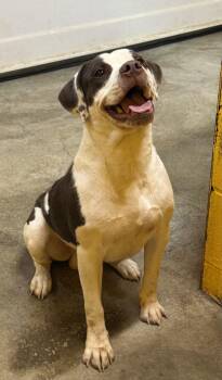 Pit Bull Terrier Dogs Available for Adoption - Fergus | PetCurious