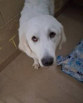 Great Pyrenees Dogs Available for Adoption - Wylie | PetCurious