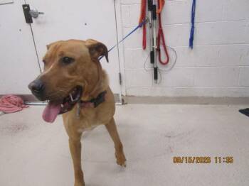Enyo(806) -  Hound Dog for Adoption in Marietta, Georgia - Enyo(806) | PetCurious