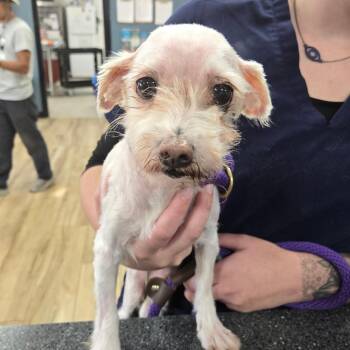 Ace -  Maltese and Mixed Breed Dog for Adoption in Newark, New Jersey - Ace | PetCurious