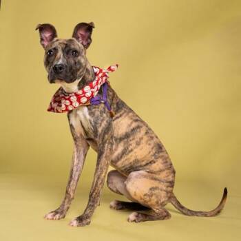 Mixed Breed Dogs Available for Adoption - Duma | PetCurious