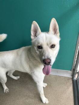 Husky Dogs Available for Adoption in Newton, North Carolina - BOLT | PetCurious