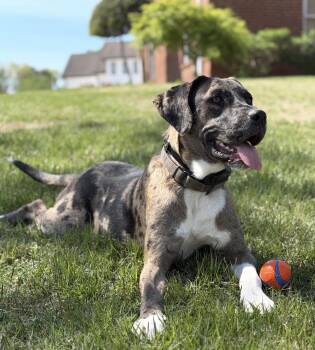 Roux -  Catahoula Leopard Dog Dog for Adoption in Cullman, Alabama - Roux | PetCurious