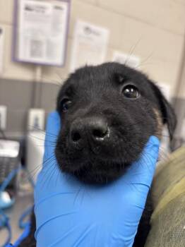 Labrador Retriever and Belgian Shepherd Malinois Dogs Available for Adoption in Las Vegas, Nevada - BUBBLES | PetCurious